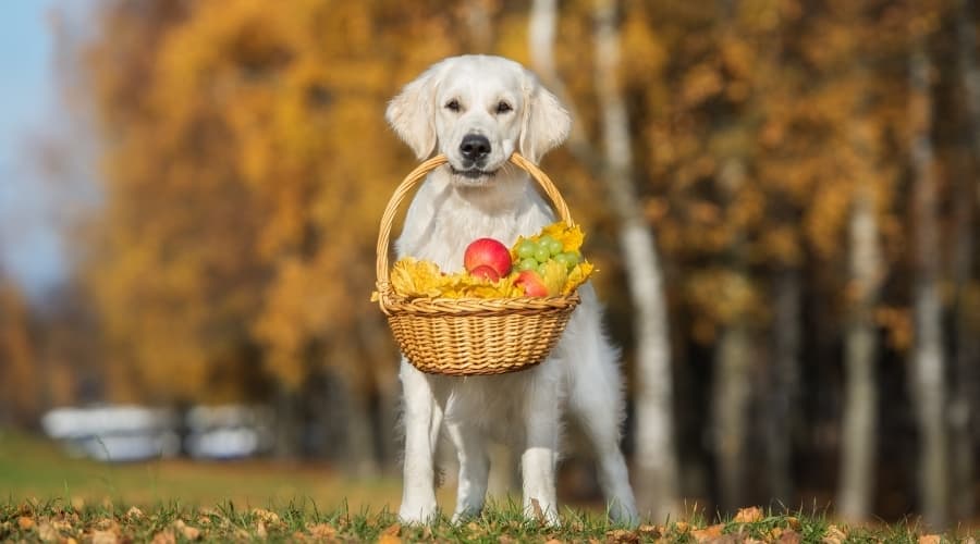 The Power of Produce: Adding Fruits & Veggies to Kibble