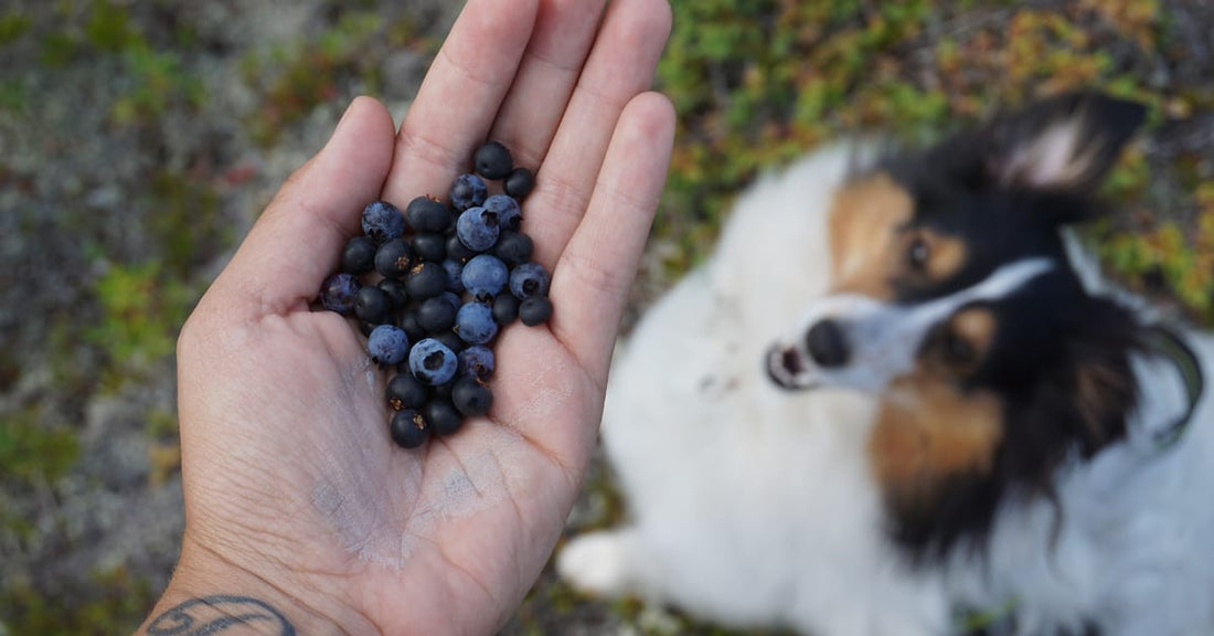 Puppy Power: Why Blueberries are the Ultimate Longevity Superfood